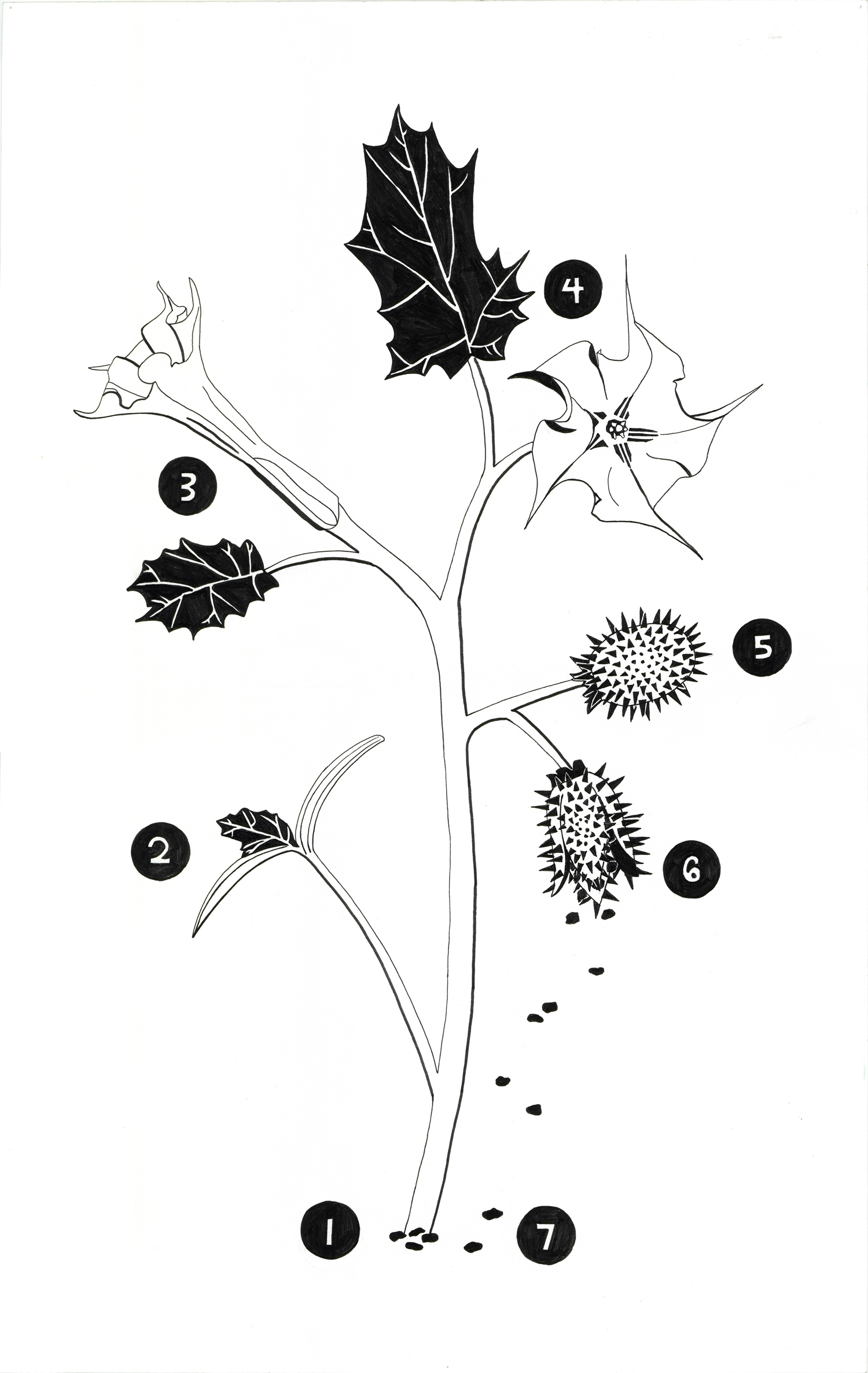 Jimson Weed Lifecycle