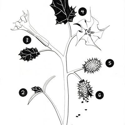 Jimson Weed Lifecycle